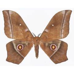 /filer/webapps/moths/media/images/O/obscura_Imbrasia_AM_Basquin_03.jpg