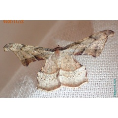 /filer/webapps/moths/media/images/F/fletcheri_Xenimpia_AM_Bippus.jpg