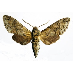 /filer/webapps/moths/media/images/M/micra_Poliana_AM_Basquin_04.jpg