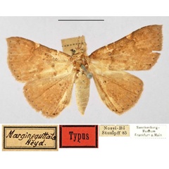 /filer/webapps/moths/media/images/M/margineguttata_Capnodes_HT_SNMF.jpg