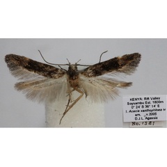 /filer/webapps/moths/media/images/F/flaviterminella_Neotelphusa_HT_BMNH.jpg