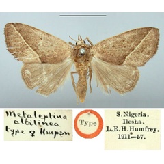 /filer/webapps/moths/media/images/A/albilinea_Metaleptina_HT_BMNH.jpg