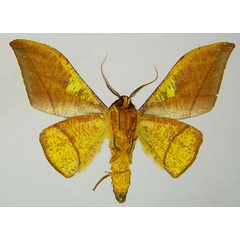 /filer/webapps/moths/media/images/A/anomalus_Plegapteryx_AM_ZSMb.jpg