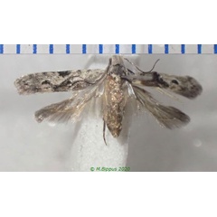 /filer/webapps/moths/media/images/V/vinsonella_Anarsia_AF_Bippus.jpg