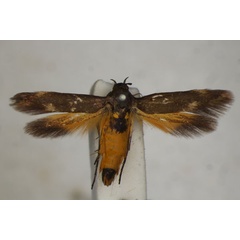 /filer/webapps/moths/media/images/F/fuscipennis_Eretmocera_A_BMNH_02.jpg