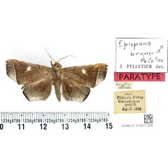 /filer/webapps/moths/media/images/B/brunoi_Episparis_PTM_BMNH_02.jpg