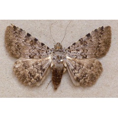 /filer/webapps/moths/media/images/U/umbricola_Polydesmia_A_Butl.jpg