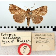 /filer/webapps/moths/media/images/O/occidens_Eriopus_HT_BMNH.jpg