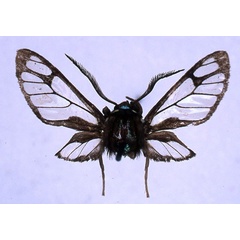 /filer/webapps/moths/media/images/M/musiforme_Pseudodiptera_HT_BMNH01.jpg