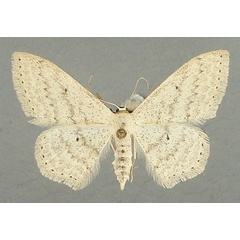 /filer/webapps/moths/media/images/E/euchroa_Scopula_AF_TMSA.jpg