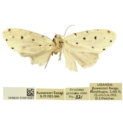 /filer/webapps/moths/media/images/D/duodecimpunctata_Siccia_AT_BMNH.jpg