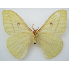 /filer/webapps/moths/media/images/S/songeana_Tagoropsis_STM_NHMUKb.jpg