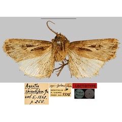/filer/webapps/moths/media/images/S/spiculifera_Agrotis_LT_MNHN.jpg