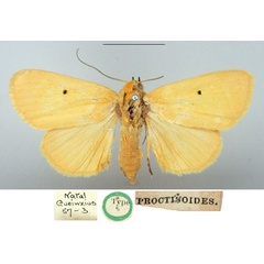 /filer/webapps/moths/media/images/E/euproctisoides_Thiganusa_HT_BMNH.jpg