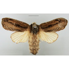 /filer/webapps/moths/media/images/P/picturata_Braura_AF_TMSA.jpg
