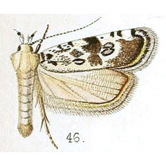 /filer/webapps/moths/media/images/B/bryophilella_Nothris_STM_Walsingham_5-46.jpg
