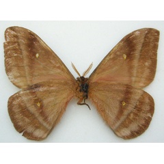 /filer/webapps/moths/media/images/C/cleoris_Imbrasia_HT_NHMUKb.jpg