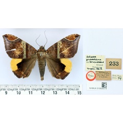 /filer/webapps/moths/media/images/B/brunnescens_Achaea_HT_BMNH.jpg