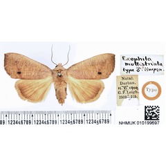 /filer/webapps/moths/media/images/M/multistriata_Exophyla_HT_BMNH.jpg