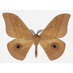 /filer/webapps/moths/media/images/F/fusca_Aurivillius_AM_Basquina.jpg