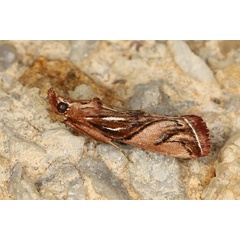 /filer/webapps/moths/media/images/M/magella_Trachypteryx_A_Heynsb.jpg