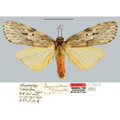 /filer/webapps/moths/media/images/T/triangularis_Phryganopteryx_HT_MNHN.jpg