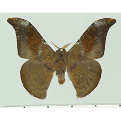 /filer/webapps/moths/media/images/F/filippii_Orthogonioptilum_AM_Basquin.jpg