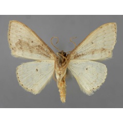 /filer/webapps/moths/media/images/L/lactaria_Scopula_A_ZSM_02.jpg