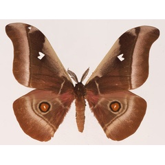 /filer/webapps/moths/media/images/A/alcinoe_Bunaea_AM_Basquin_04.jpg