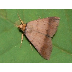 /filer/webapps/moths/media/images/F/flaviceps_Plecoptera_A_Goff_02.JPG