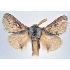 /filer/webapps/moths/media/images/L/levenna_Sena_AM_NHMO.jpg