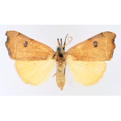 /filer/webapps/moths/media/images/P/phalaeniformis_Hondryches_AF_TMSA_01.jpg