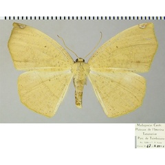 /filer/webapps/moths/media/images/P/piperita_Epigynopteryx_AF_ZSM.jpg