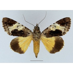 /filer/webapps/moths/media/images/P/pseudocatocala_Ulotrichopus_AF_Basquin.jpg