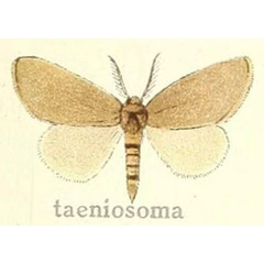 /filer/webapps/moths/media/images/T/taeniosoma_Laelioproctis_STF_Hering_22a.jpg