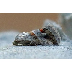 /filer/webapps/moths/media/images/C/ceresensis_Eublemma_A_Voaden.jpg