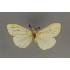 /filer/webapps/moths/media/images/A/ansorgei_Estigmene_ST_BMNH.jpg