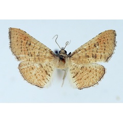 /filer/webapps/moths/media/images/M/myrsusalis_Banisia_AF_TMSA.jpg