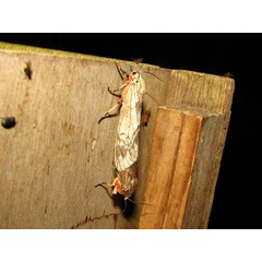 /filer/webapps/moths/media/images/S/senegalensis_Teracotona_A_Goff.jpg