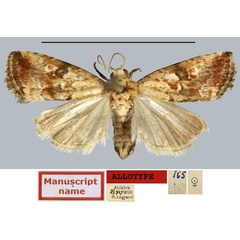 /filer/webapps/moths/media/images/B/bicolorana_Rivula_AT_MNHN.jpg