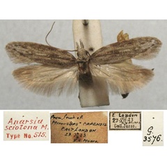 /filer/webapps/moths/media/images/S/sciotona_Anarsia_HT_TMSA.jpg