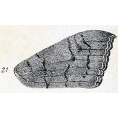 /filer/webapps/moths/media/images/E/exuleata_Ophisma_HT_Moschler_1884_16_21.jpg