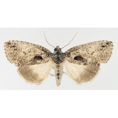 /filer/webapps/moths/media/images/E/erygidia_Prionofrontia_AF_TMSA_02.jpg