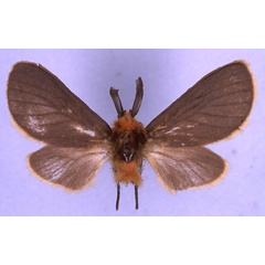 /filer/webapps/moths/media/images/T/tricolorana_Metarctia_HT_BMNH_01.jpg