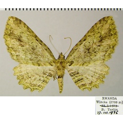 /filer/webapps/moths/media/images/M/muscosata_Collix_AF_ZSM.jpg