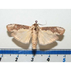 /filer/webapps/moths/media/images/C/castanea_Scranciola_A_Goff.jpg