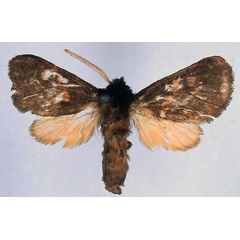 /filer/webapps/moths/media/images/J/jordani_Metarctia_PT_BMNH_01.jpg