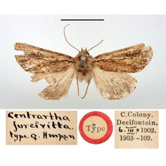 /filer/webapps/moths/media/images/F/furcivitta_Centrarthra_HT_BMNH.jpg