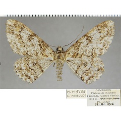 /filer/webapps/moths/media/images/L/lamella_Cleora_AF_ZSM.jpg