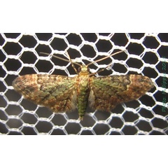 /filer/webapps/moths/media/images/L/latifasciata_Chloroclystis_A_Bippus.jpg
